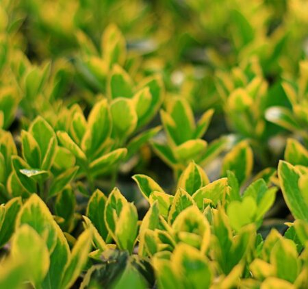 Euonymus Jap.Aureopictus (Livornese) - 9L - 0.8m