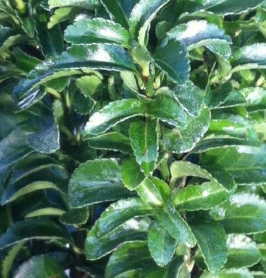Euonymus Japonicum Green Spider  - 9L - 0.8m