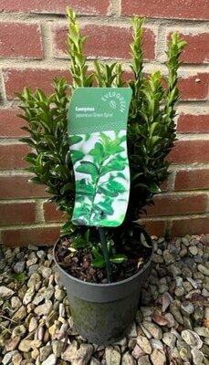 Euonymus Japonicum Green Spire 2L