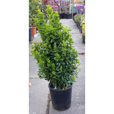 Euonymus Japonicus - 0.65m - 9L