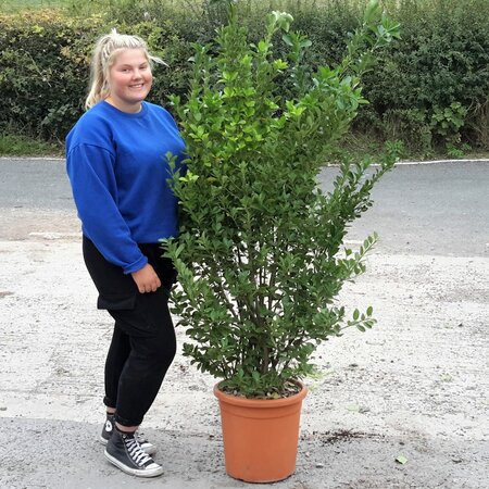 Euonymus Japonicus  - 25L - 120cm