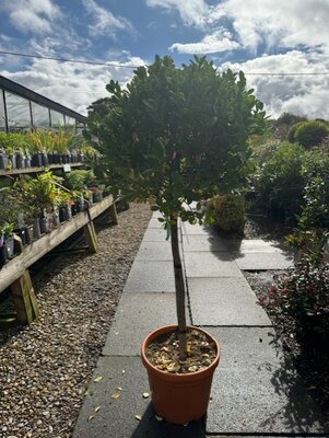 Euonymus Japonicus - 30L - 1/2 Std - 80cm clear stem