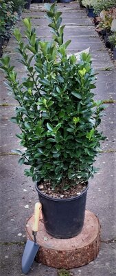 Euonymus Japonicus  - 9L -0.8m