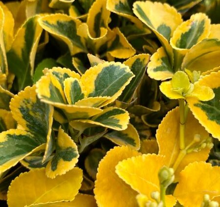 Euonymus Japonicus Aurea - 1/4 Std - 9L - 50cm clear stem
