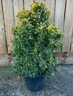 Euonymus Japonicus Aurea - 20L - image 2