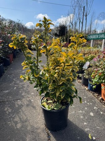 Euonymus Japonicus Aureomarginata   10L