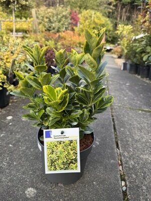 Euonymus Japonicus Aureomarginata 2L