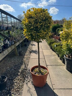 Euonymus Japonicus Aureomarginata 30L - 1/2 Std