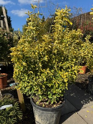 Euonymus Japonicus Aureomarginata 50L