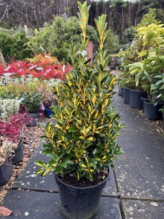 Euonymus Japonicus Aureopictus 10L