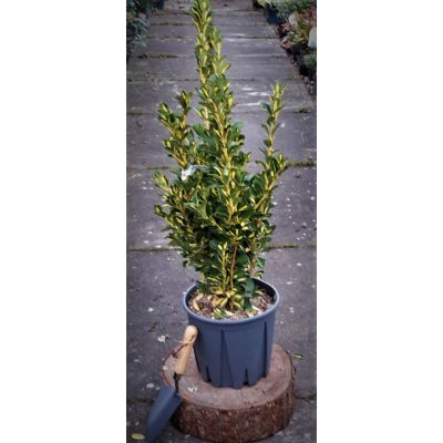 Euonymus Japonicus Aureopictus Aurea - 9L