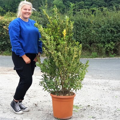 Euonymus Japonicus Aureopictus (Livornese) - 25L - 100cm