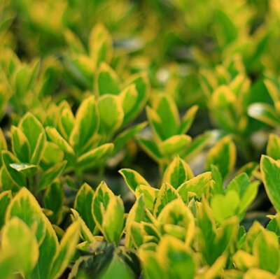 Euonymus Japonicus Aureopictus (Livornese) - 25L - 100cm - image 2