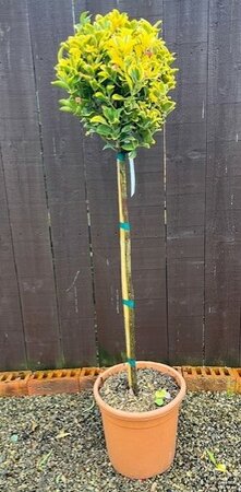 Euonymus Japonicus Aureus - 15L - 1/2 Std - 80cm clear stem