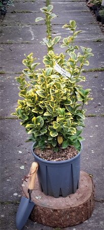 Euonymus Japonicus Aureus - 9L - 0.7m