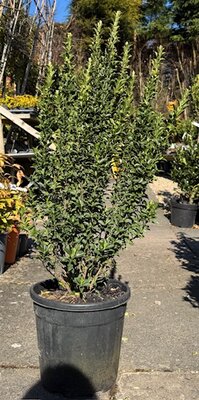 Euonymus Japonicus Benkomasaki - 10L