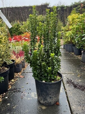 Euonymus Japonicus Benkomasaki - 10L