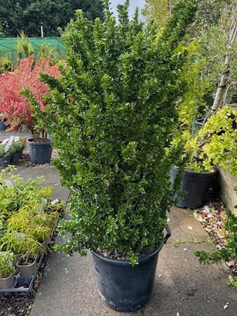 Euonymus Japonicus Benkomasaki - 50L