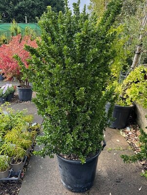 Euonymus Japonicus Benkomasaki - 50L