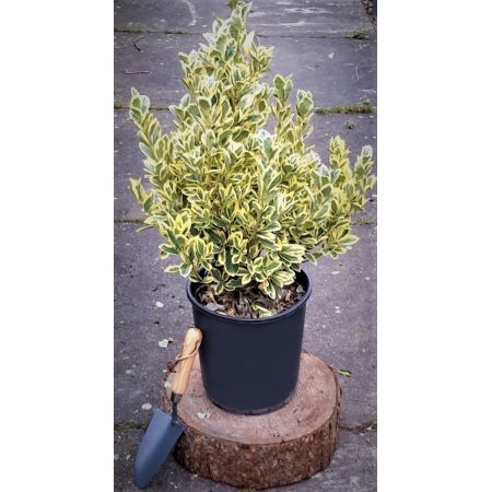 Euonymus Japonicus Bravo - 0.6m