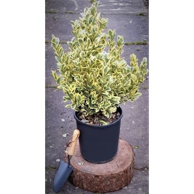Euonymus Japonicus Bravo - 0.6m