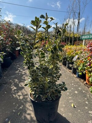 Euonymus Japonicus Bravo 10L