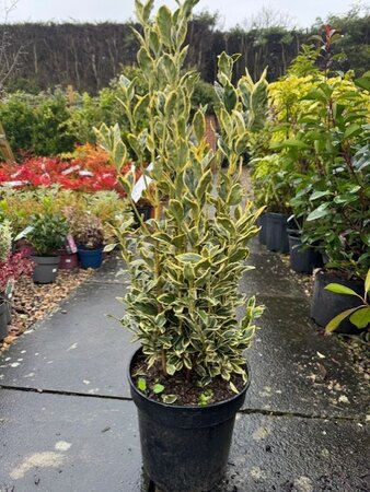 Euonymus Japonicus Bravo 10L