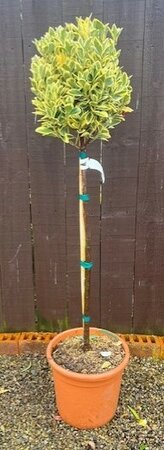 Euonymus Japonicus Bravo - 15L - 1/2 Std - 80cm clear stem