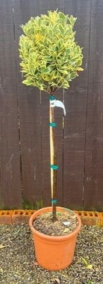 Euonymus Japonicus Bravo - 15L - 1/2 Std - 80cm clear stem