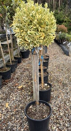 Euonymus Japonicus Bravo - 18L - 1/2 Std 