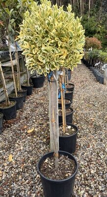 Euonymus Japonicus Bravo - 18L - 1/2 Std