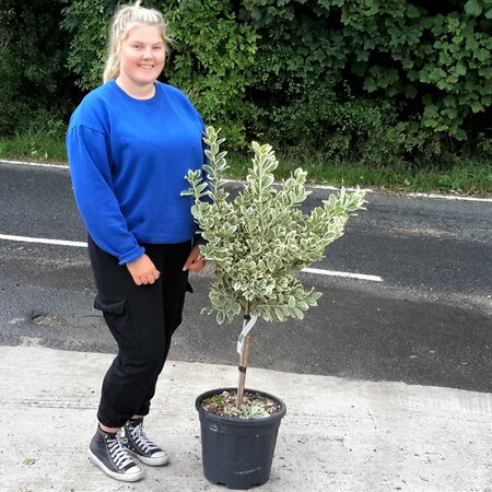 Euonymus Japonicus Bravo - 18L - 1/4 Std - 40cm clear stem