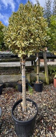 Euonymus Japonicus Bravo - 35L - 1/2 Std