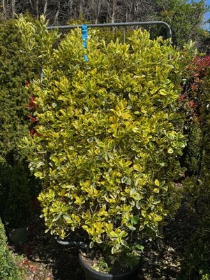 Euonymus Japonicus Bravo 35L On Frame 130cmx80cm