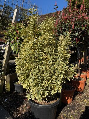 Euonymus Japonicus Bravo 55L
