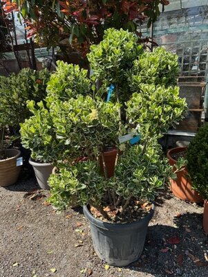 Euonymus Japonicus Bravo 70L Pom Pom