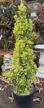 Euonymus Japonicus Bravo Cone 20L