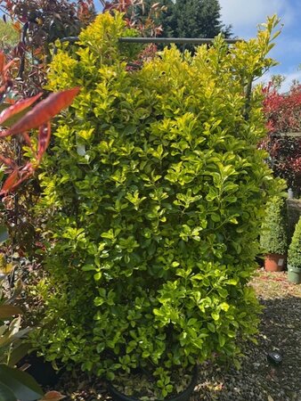 Euonymus Japonicus Elegantisima Aureus 35L On Frame 130cmx80cm