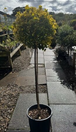 Euonymus Japonicus Elegantissima Aurea - 15L - 1/2 Std