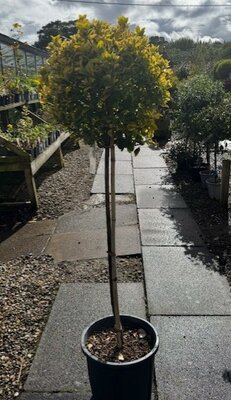 Euonymus Japonicus Elegantissima Aurea - 15L - 1/2 Std