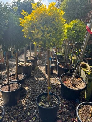 Euonymus Japonicus Elegantissima Aurea - 18L - 1/2 Std