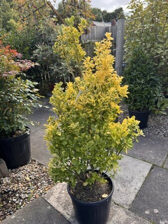 Euonymus Japonicus Elegantissima Aurea 18L