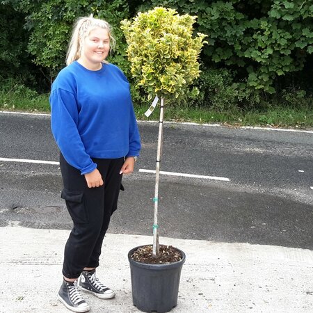 Euonymus Japonicus Elegantissima Aurea - 25L - 1/2 Std - 100cm clear stem