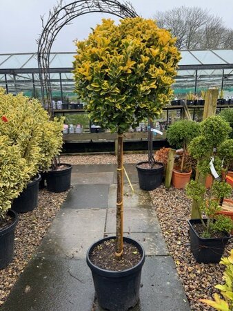 Euonymus Japonicus Elegantissima Aurea 30L 1/2 Standard
