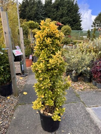 Euonymus Japonicus Elegantissima Aurea Cone 18L