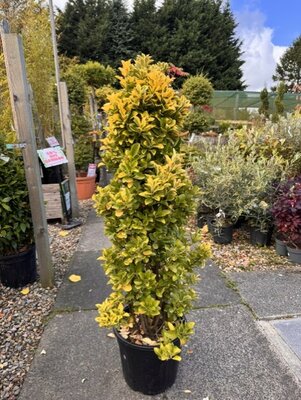 Euonymus Japonicus Elegantissima Aurea Cone 18L