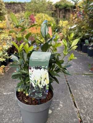 Euonymus Japonicus Extravaganza 2L