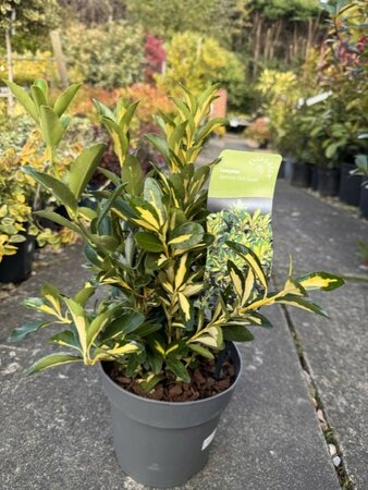 Euonymus Japonicus Gold Queen 2L