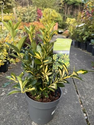 Euonymus Japonicus Gold Queen 2L