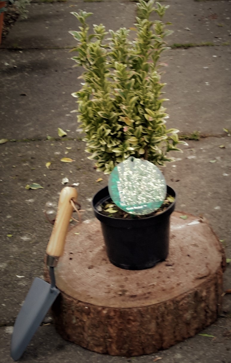 Euonymus Japonicus Gold Rocket 2L Windlestone Nursery & Garden Centre